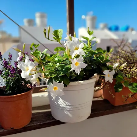 Casa Flores 아파트 *
